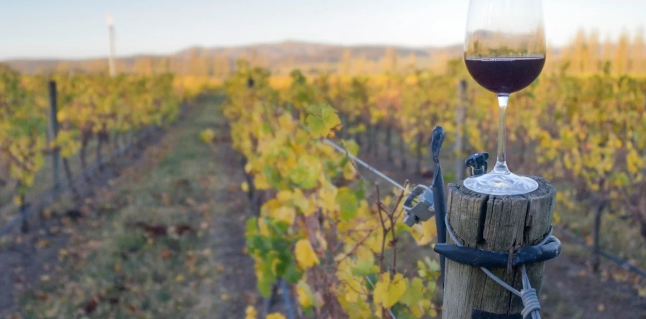 Bodegas Bonaerenses: La ruta del vino «acá nomas»